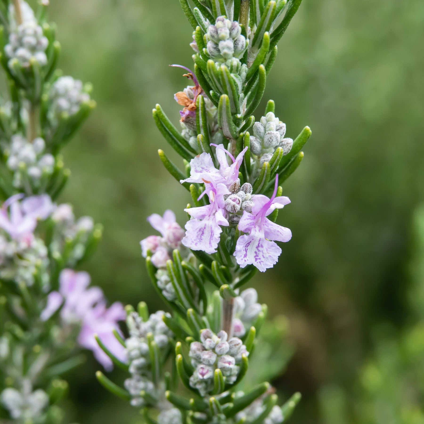 Rosmarin Majorca Pink - Rosmarinus officinalis majorca pink - Willemse