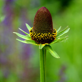 Sonnenhut ‘Green Wizard’ - Rudbeckia occidentalis Green Wizard - Willemse