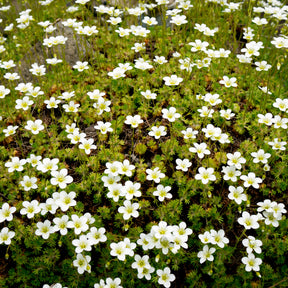Sternmoos - Sagina subulata - Willemse