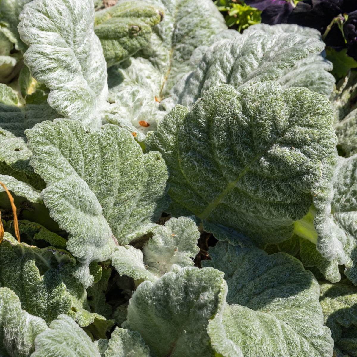 Verkauf Silber Salbei - Salvia argentea