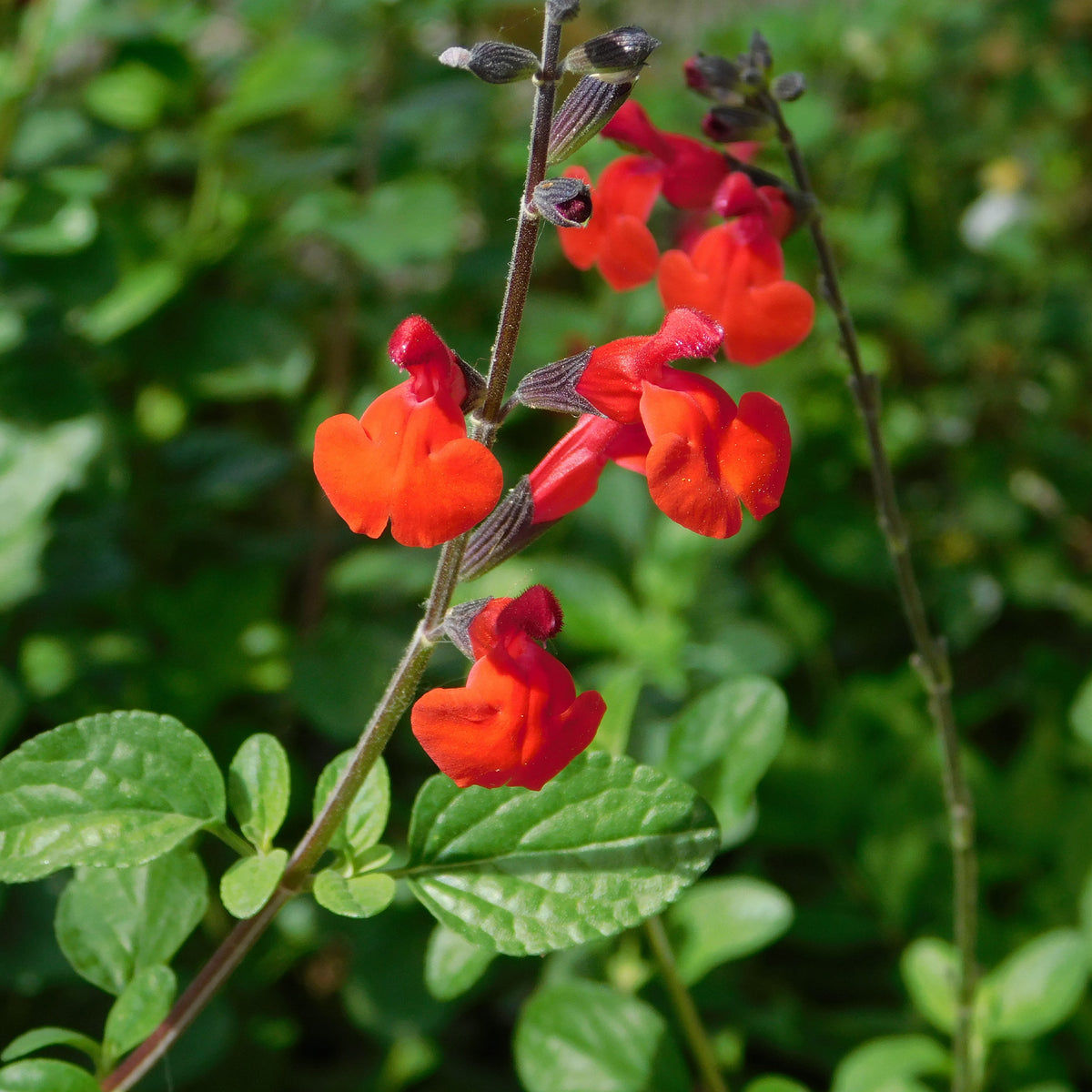 Pfirsichsalbei Royal Bumble - Willemse