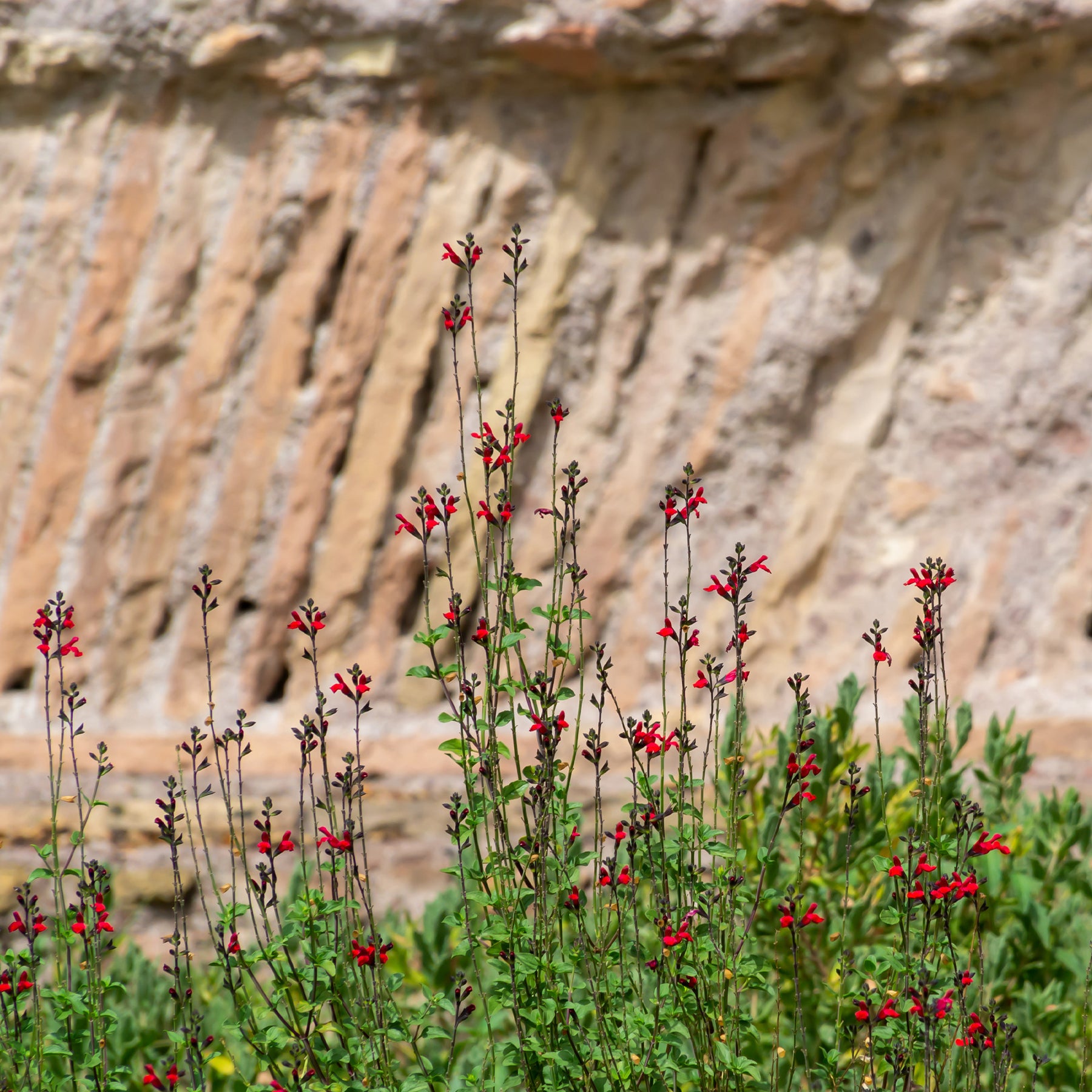 Salvia royal bumble - Pfirsichsalbei Royal Bumble - Salbei