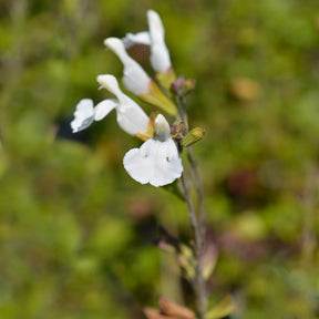 Strauch-Salbei Gletsjer - Salvia microphylla Gletsjer - Willemse