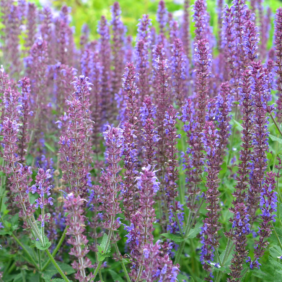 Steppen-Salbei ‘Ostfriesland’ - Willemse