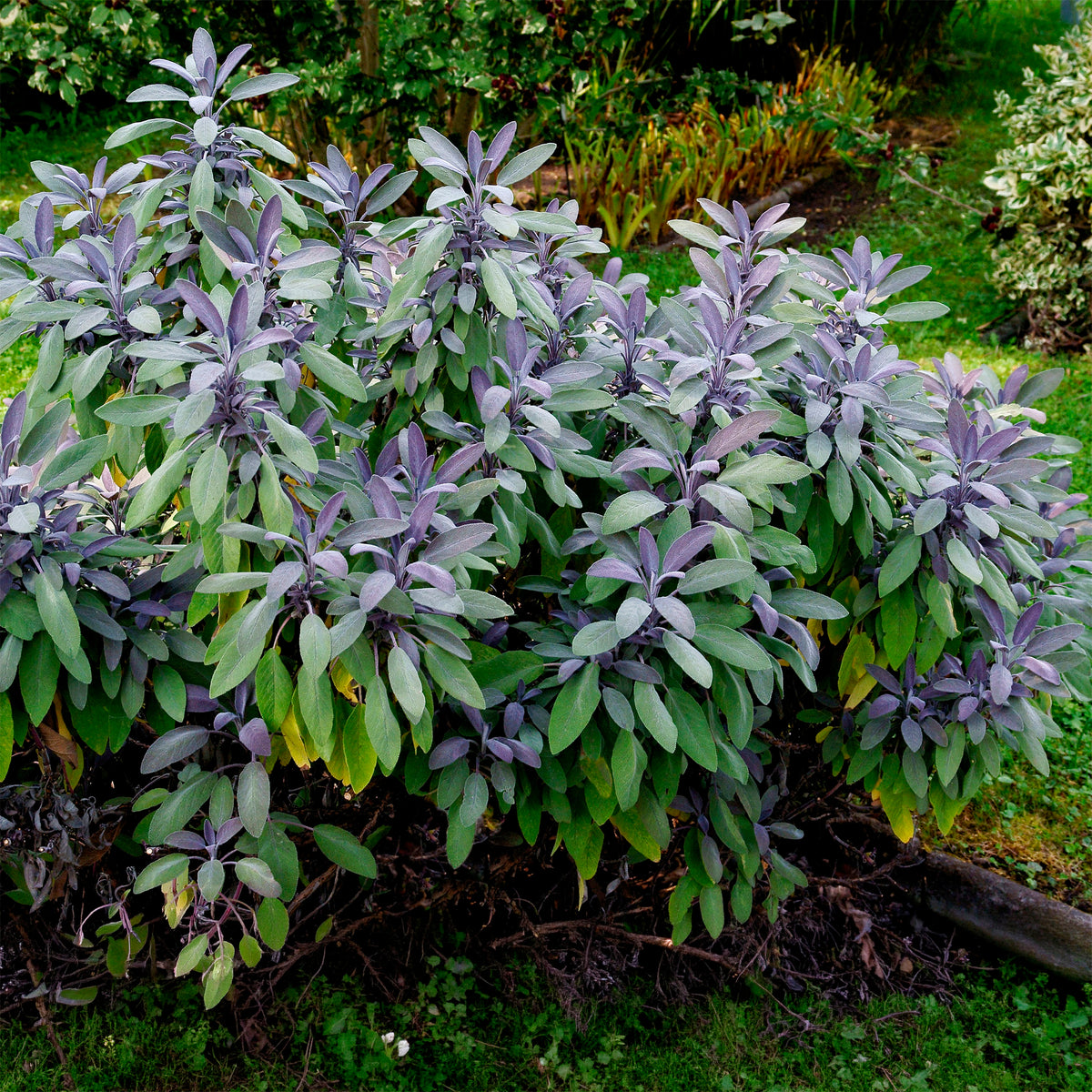 Purpursalbei - Salvia officinalis purpurascens - Willemse