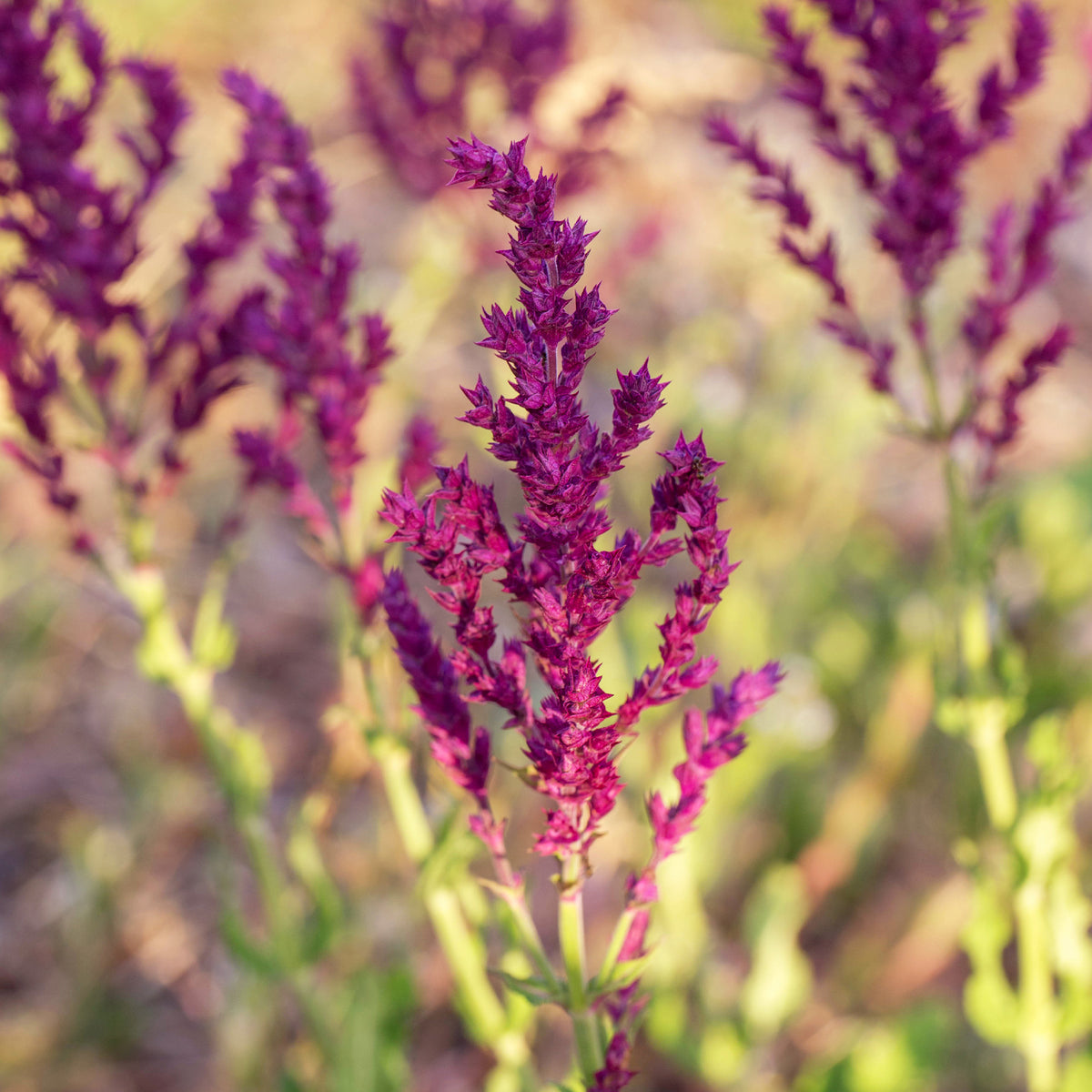 Steppensalbei Schwellenburg - Salvia nemorosa Schwellenburg - Willemse
