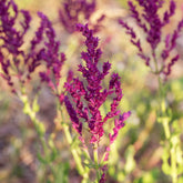 Steppensalbei Schwellenburg - Salvia nemorosa Schwellenburg - Willemse
