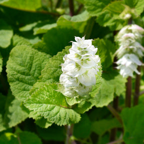 Muskatellersalbei Vatican White - Salvia sclarea vatican white - Willemse