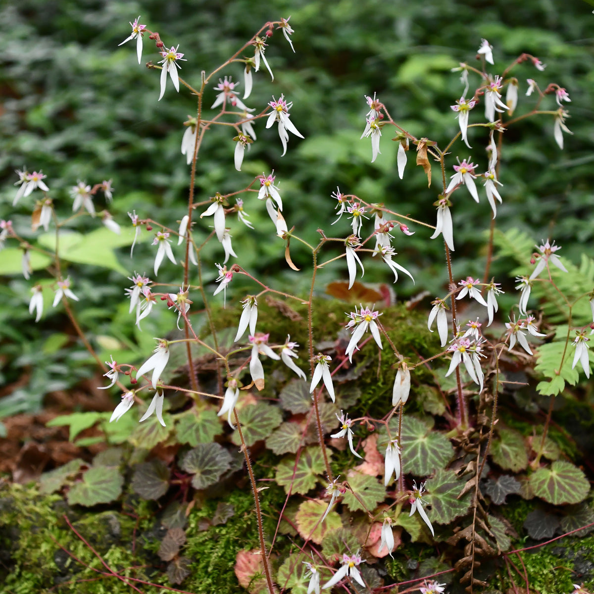 Ausläuferbildender Steinbrech Cuscutiformis - Willemse