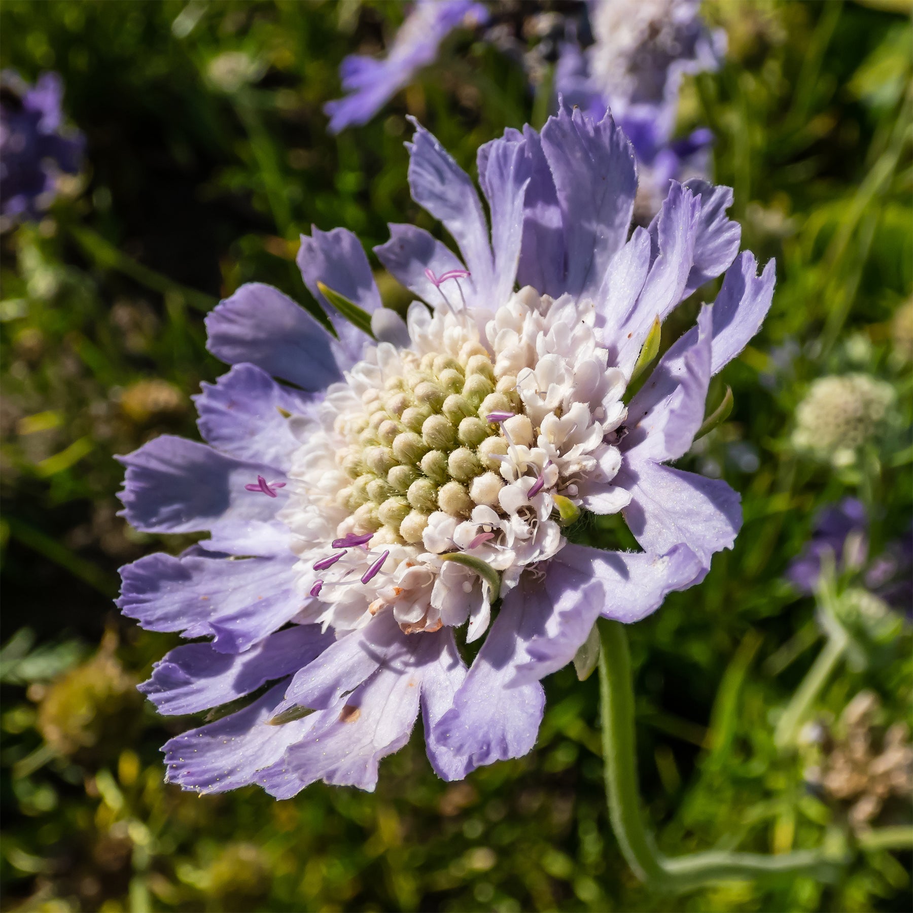 Skabiose 'Perfecta' - Scabiosa caucasica perfecta - Willemse