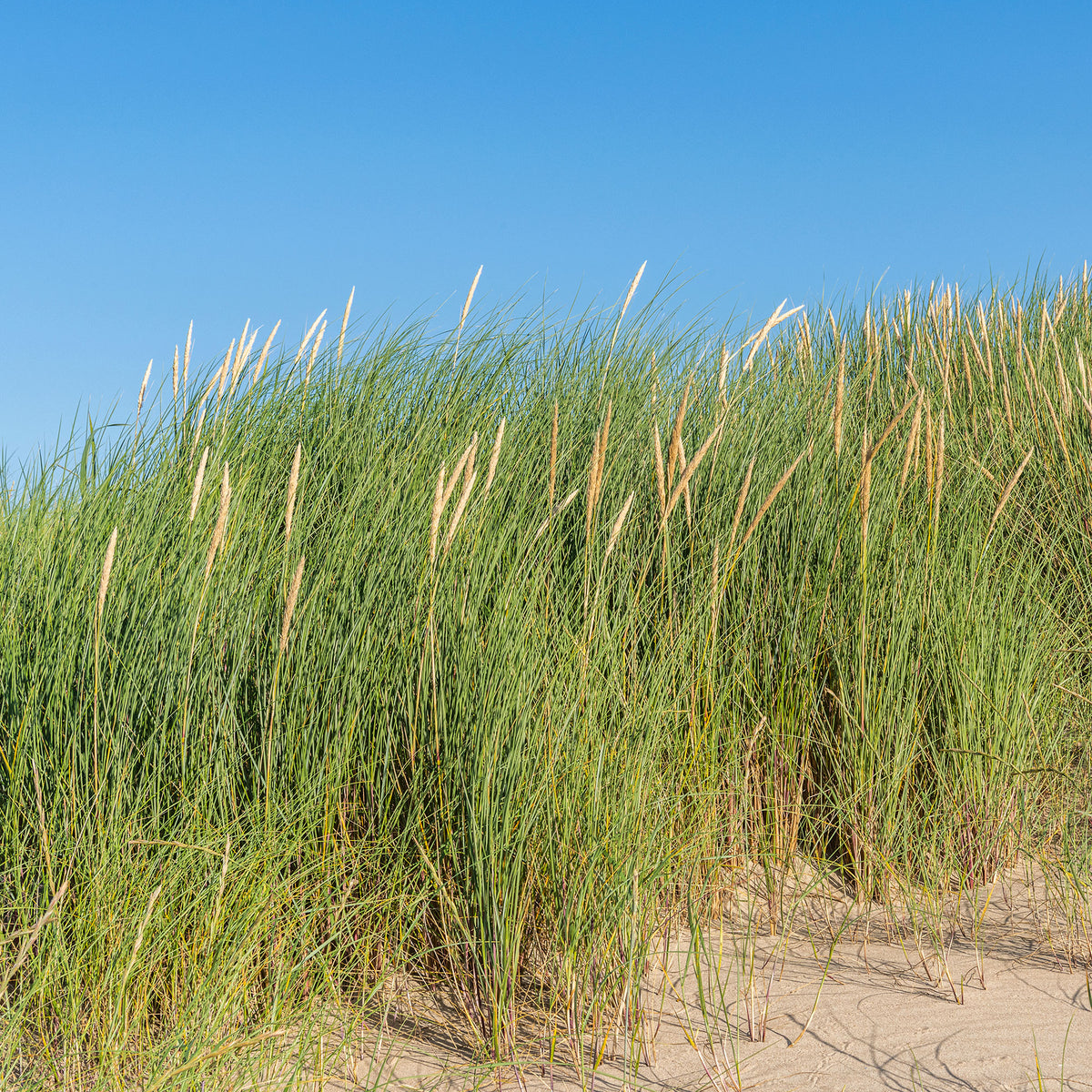 Strandhafer - Ammophila arenaria - Willemse