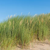 Strandhafer - Ammophila arenaria - Willemse