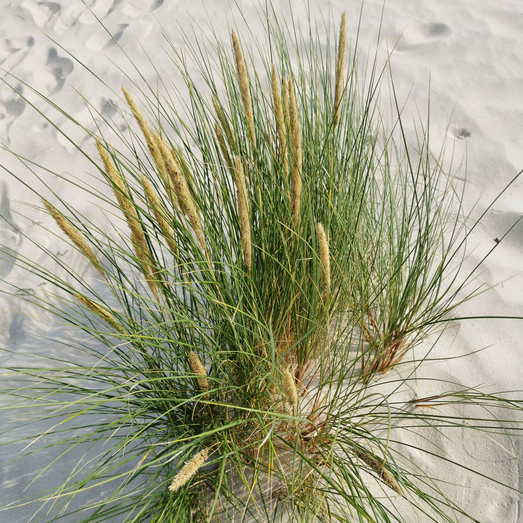 Strandhafer