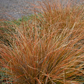Carex buchananii - Buchanan-Segge - Carex