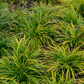Oshima Segge Evergreen - Willemse
