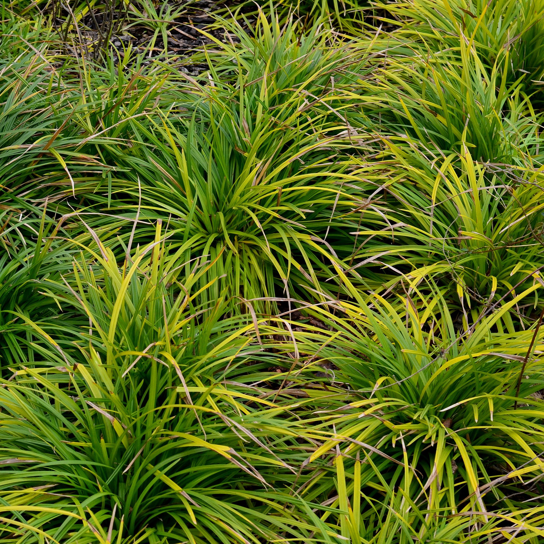 Oshima Segge Evergreen - Willemse