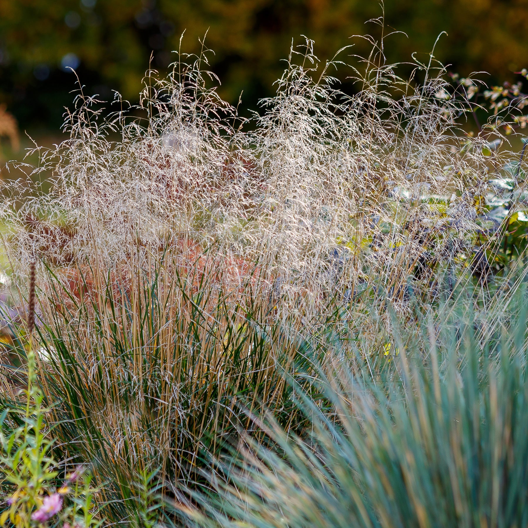 Verkauf Rasen-Schmiele - Deschampsia cespitosa