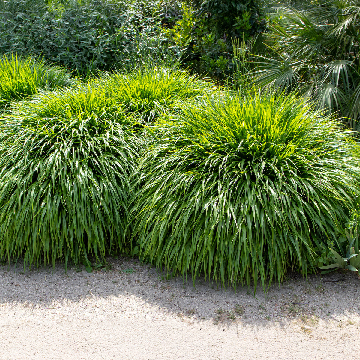 Japanwaldgras - Hakonechloa macra - Willemse