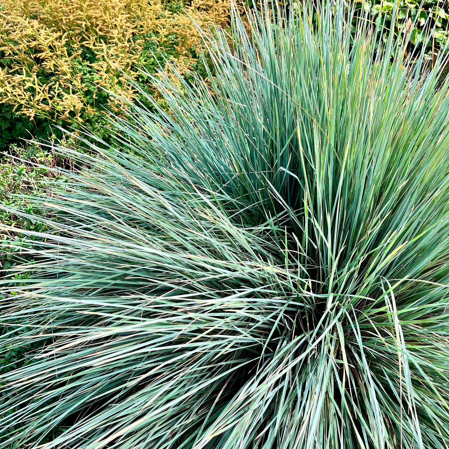 Blaustrahlhafer Pendula - Willemse