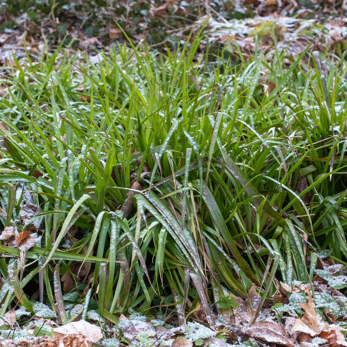 Wald-Hainsimsen - Luzula sylvatica - Willemse