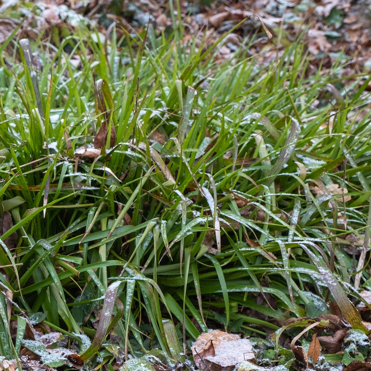 Wald-Hainsimsen - Willemse