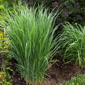 5 Stauden für eine Blumenwiese - Panicum virgatum,Sesleria autumnalis, Allium sphaerocephalon,Veronicastrum virginicum, Sanguisorba officinalis       - Willemse