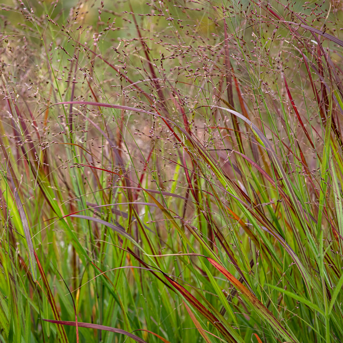 Aufrechte Rispe Shenandoah - Panicum virgatum Shenandoah - Willemse