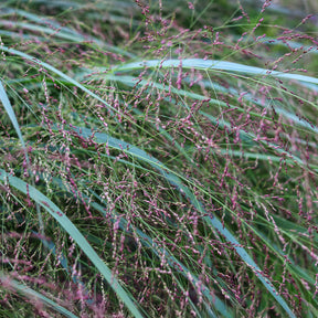 Rutenhirse Squaw - Panicum virgatum Squaw - Willemse