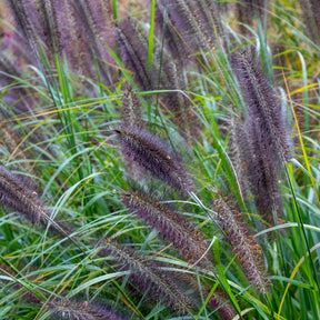 Pennisetum alopecuroides Black Beauty - Lampenputzergras ‘Black Beauty’ - Pennisetum
