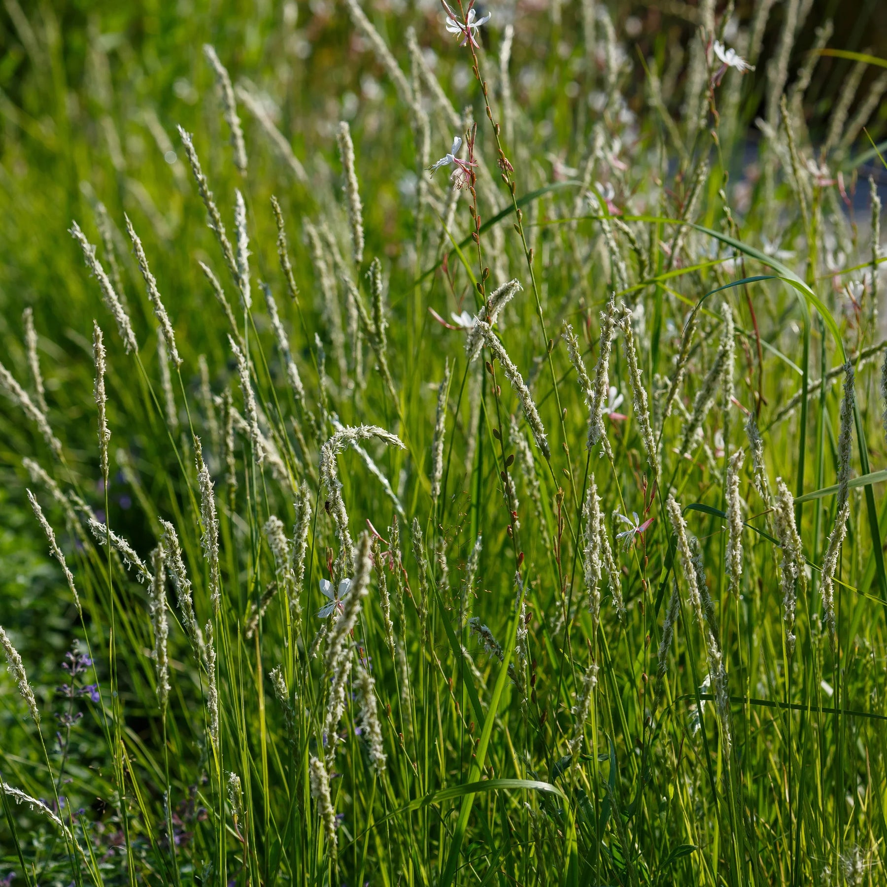 Stauden - 5 Stauden für eine Blumenwiese - Panicum virgatum,Sesleria autumnalis, Allium sphaerocephalon,Veronicastrum virginicum, Sanguisorba officinalis      