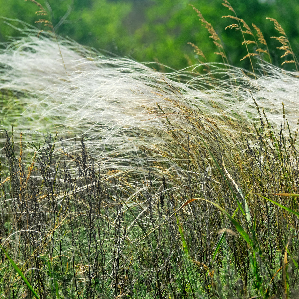 Federgras - Stipa capillata - Willemse