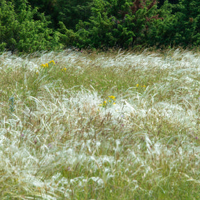 Federgras - Stipa pennata - Willemse