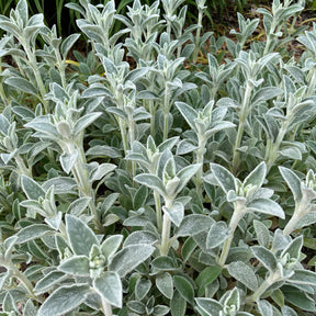 Kaninchenohr Silver Carpet - Stachys byzantina silver carpet - Willemse