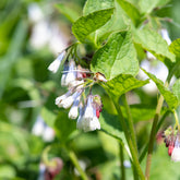 Großblumiger Beinwell Wisley Blue - Symphytum grandiflorum wisley blue - Willemse