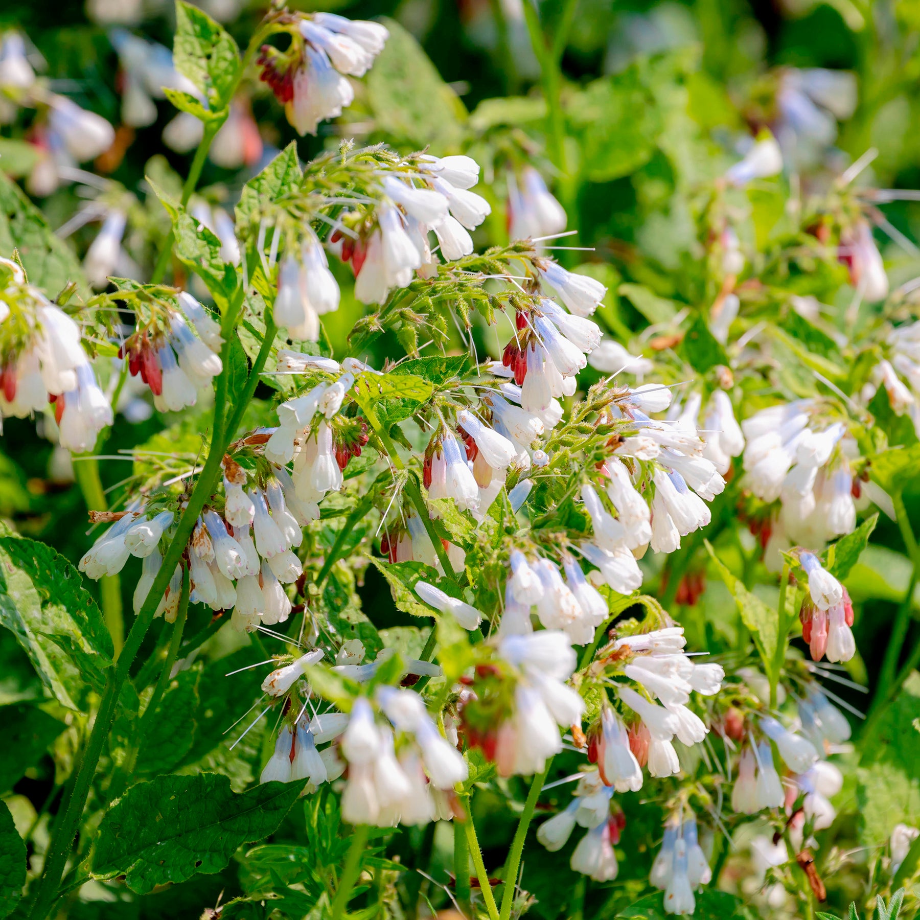 Großblumiger Beinwell Wisley Blue - Willemse