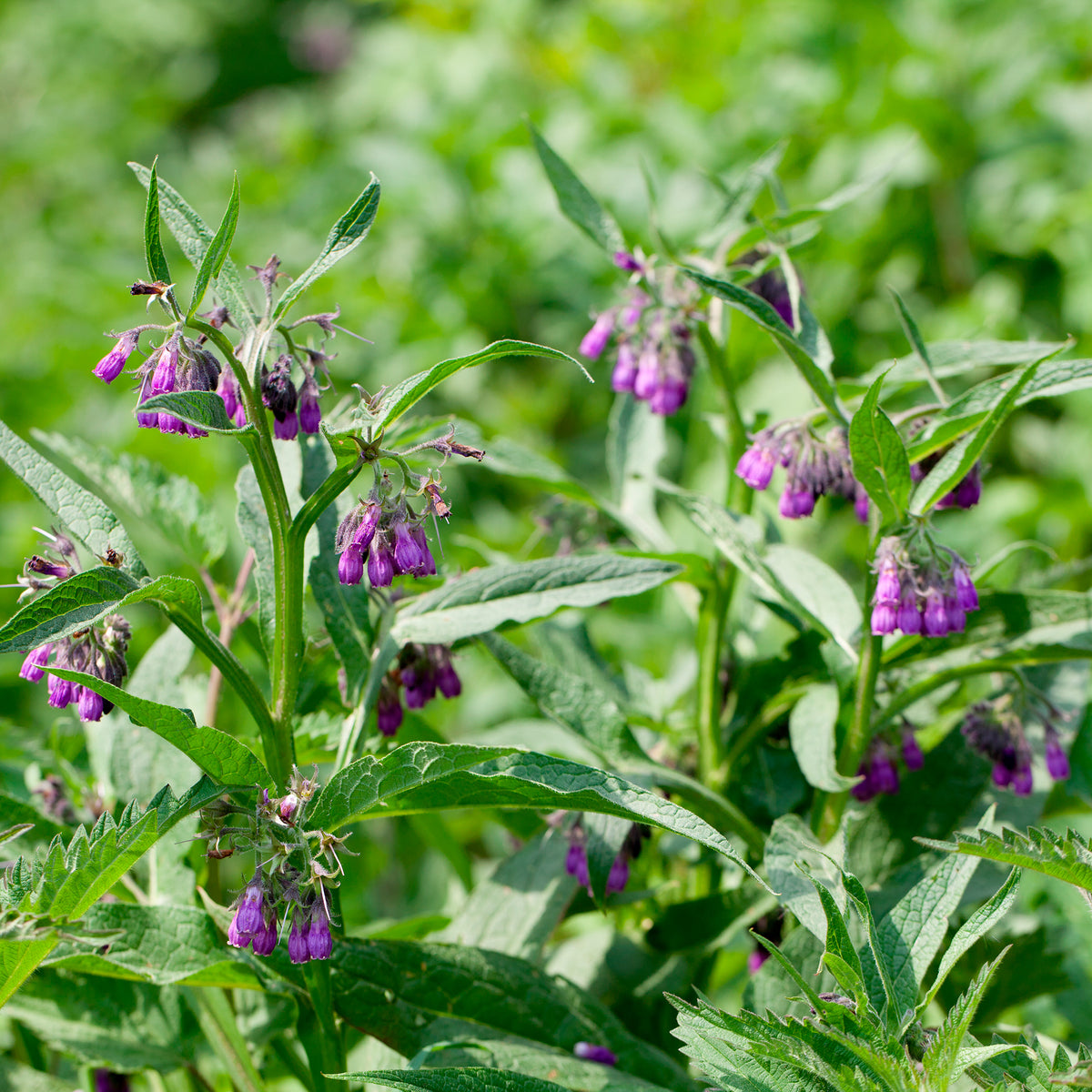 Großer Beinwell Purpureum - Symphytum officinale purpureum - Willemse