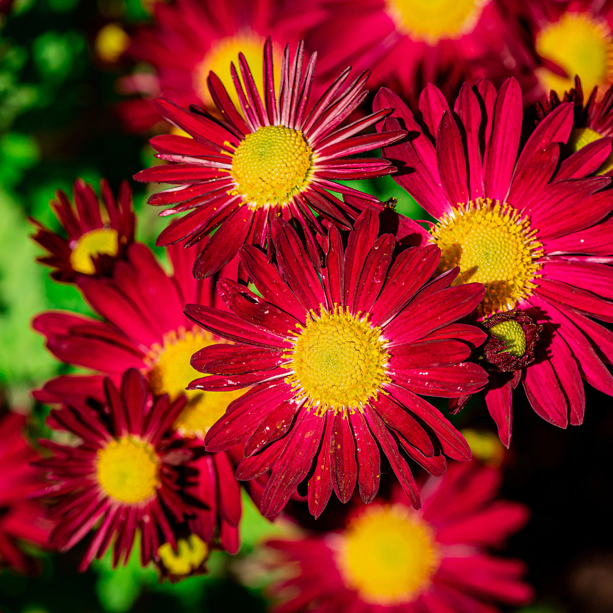 Bunte Margerite 'Robinsons Rot' - Willemse