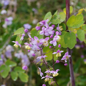 Wiesenraute ‘Splendide’ - Thalictrum delavayi Splendide - Willemse