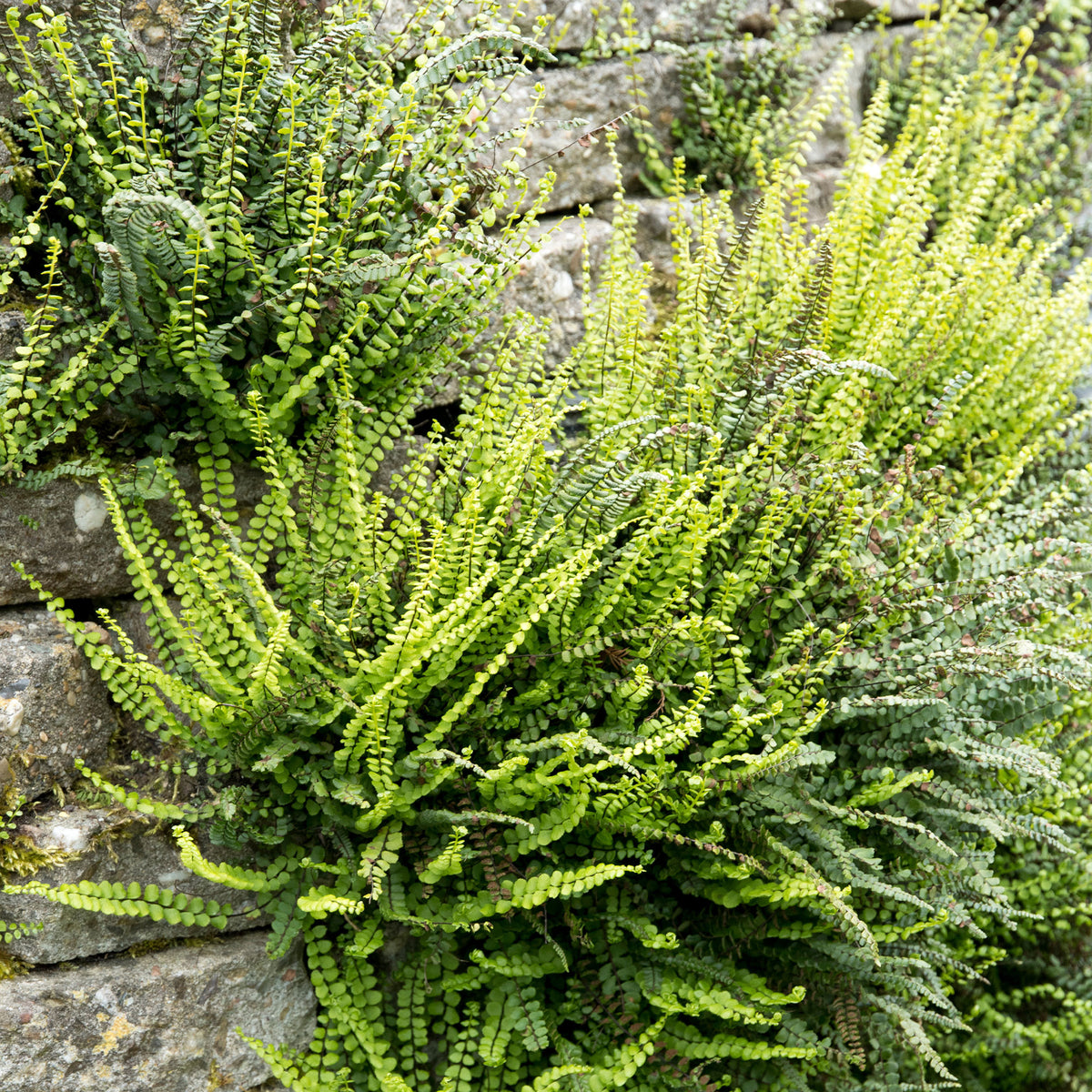 Asplenium trichomanes - Braunstieliger Streifenfarn - Farne