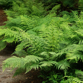 Frauenfarn - Athyrium filix-femina - Willemse