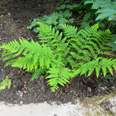 Breitblättriger Dornfarn - Dryopteris dilatata - Willemse