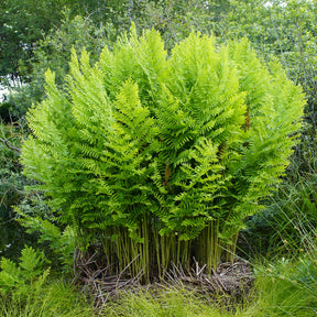 Königlicher Osmonde - Osmunda regalis - Willemse