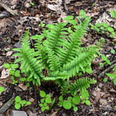 Weihnachtsfarn - Polystichum acrostichoides - Willemse