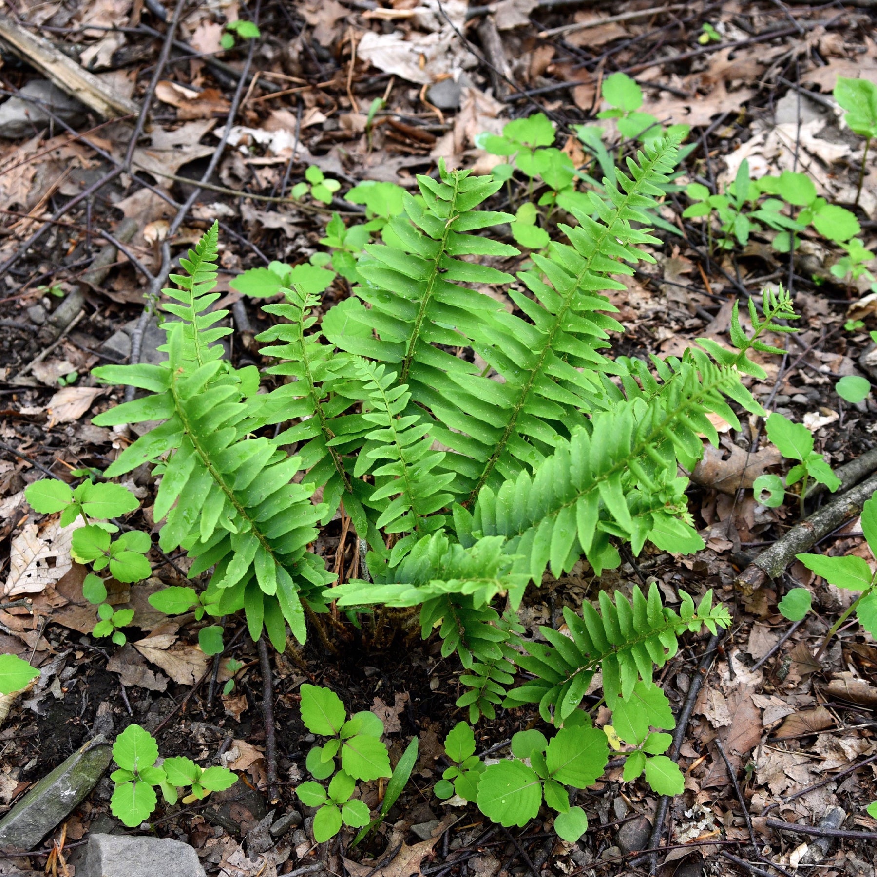 Weihnachtsfarn - Polystichum acrostichoides - Willemse