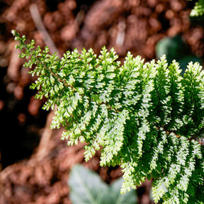 Schwertfarn ‘Plumoso-Densum’ - Polystichum setiferum plumoso-densum - Willemse