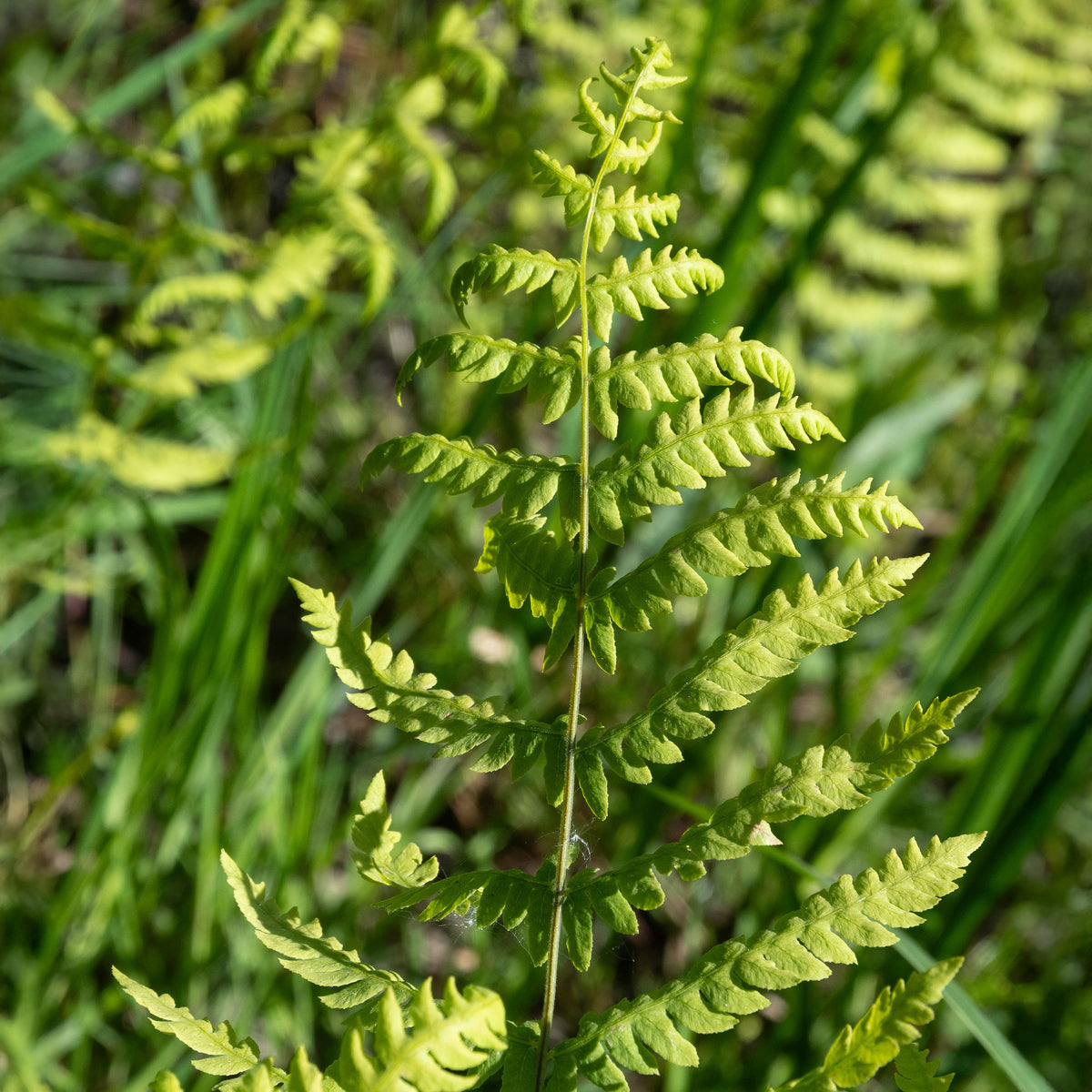 Thelypteris palustris - Sumpffarn - Farne