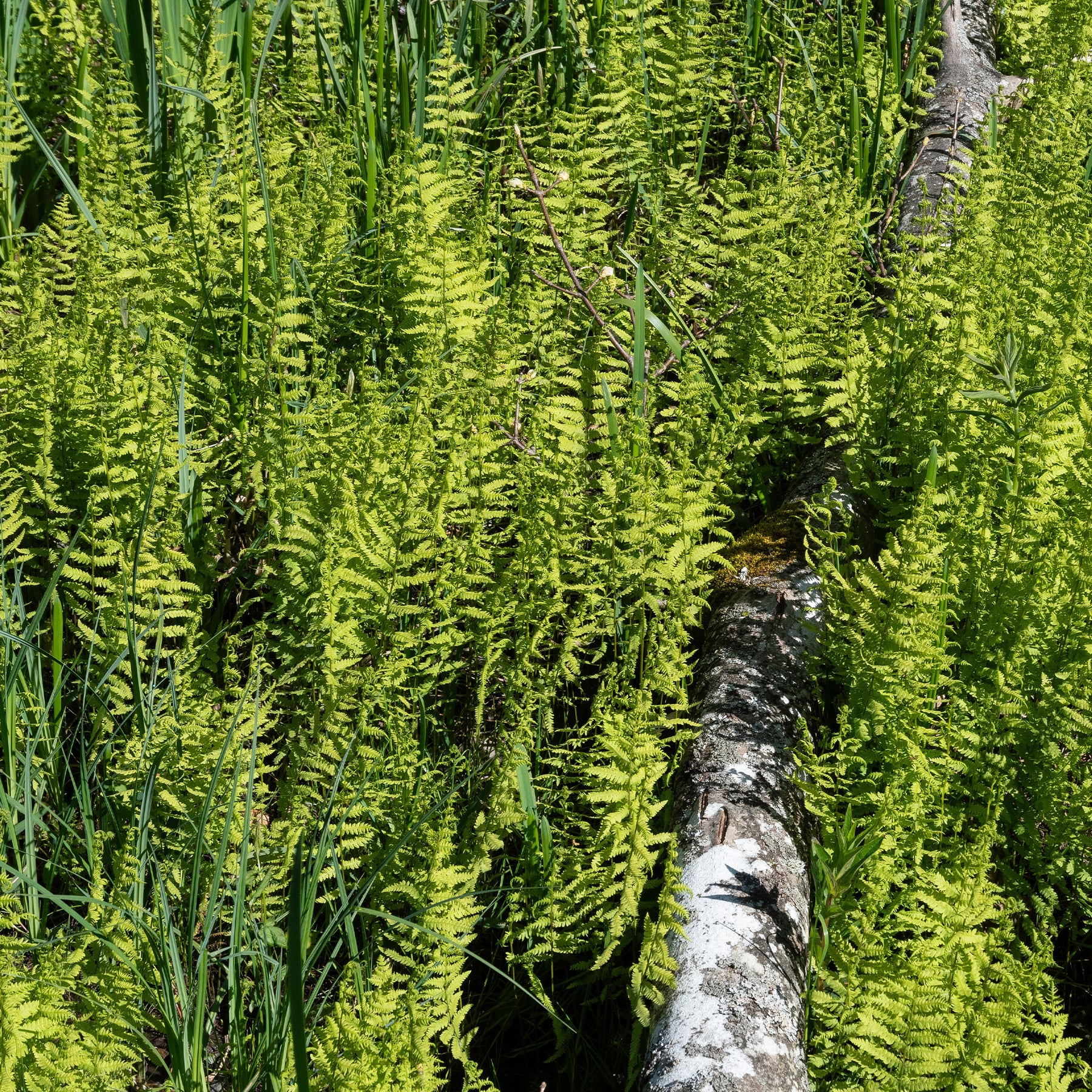 Sumpffarn - Thelypteris palustris - Willemse
