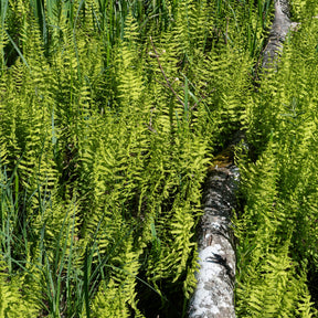 Sumpffarn - Thelypteris palustris - Willemse