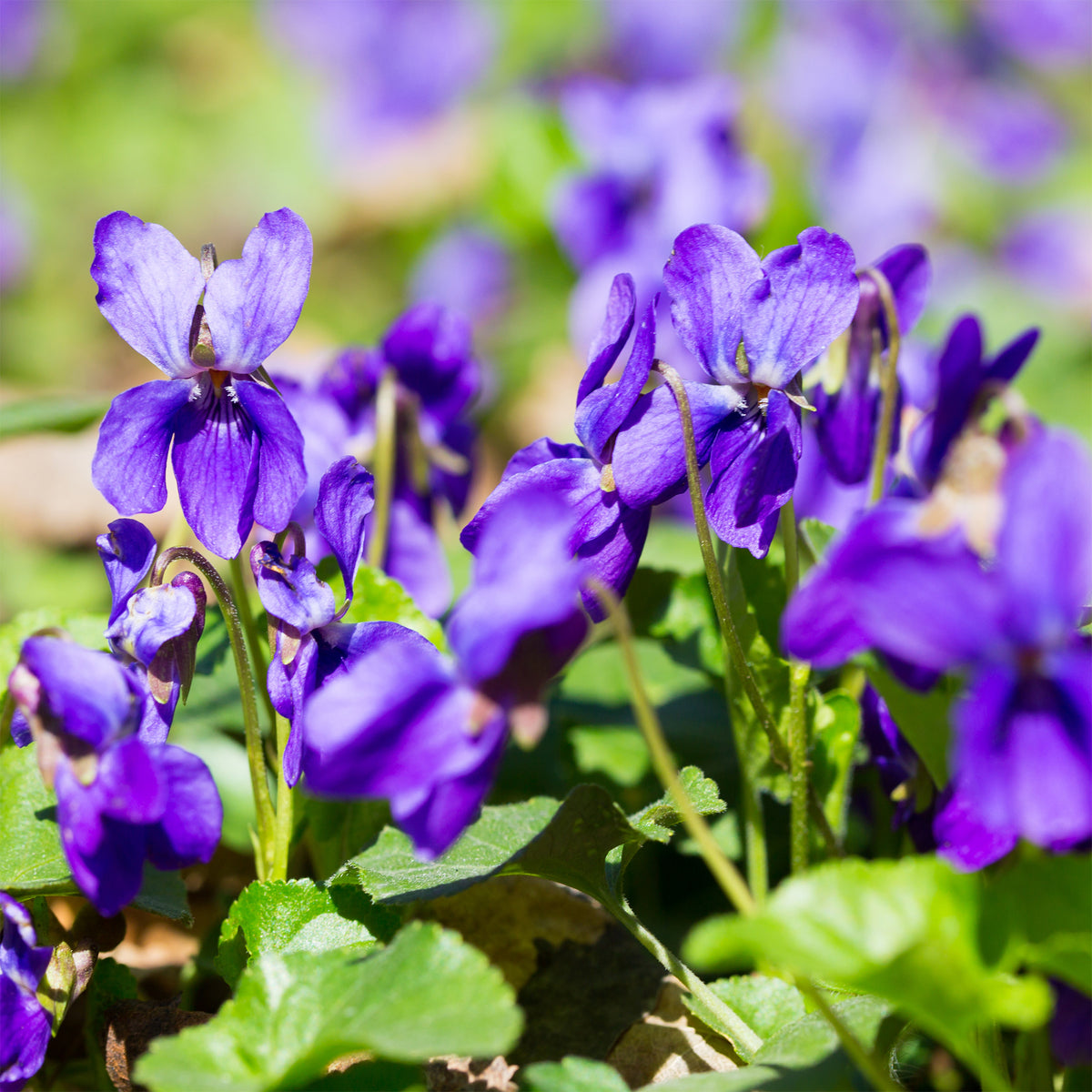 Duft Veilchen 'Königin Charlotte' - Viola odorata königin charlotte - Willemse