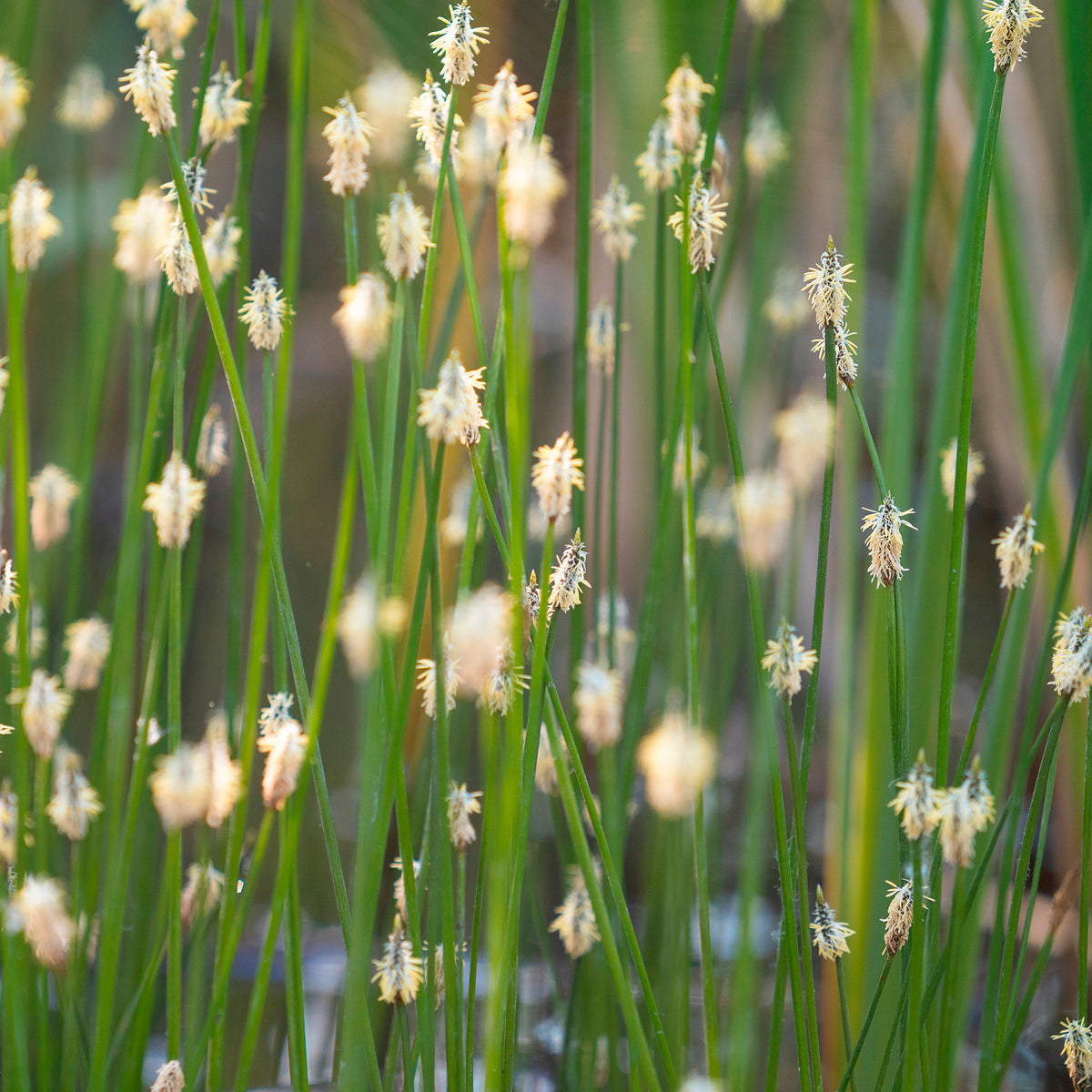 Gewöhnliche Sumpfbinse - Willemse
